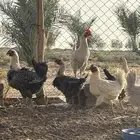 القصيم الرس طريق القرين