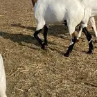تيوس مناسبات ومطاعم طيبه وشحم