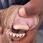 نعجه رغوث معها خروف