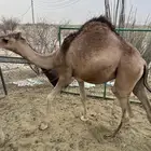 قعدان تربيه