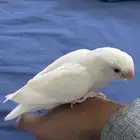 روز البينو عيون احمر اليف