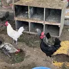 دجاج ودياكه