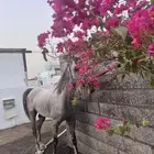 خيل شعبي طرب