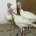 رومي بيع جملة