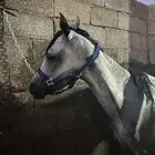 للبيع فرس مصرية بيور