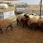 للبيع طليان خرفان ورخال نعيمي اعمارها فوق 7 شهور