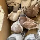 فراخة زاجل غير مذبوح السوم واصل 24 طيبات