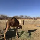 قعود
