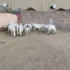 ضان متابيع ودفيع للبيع