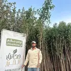 كرفس ( بزروميا ) 3 متر ل 3.5