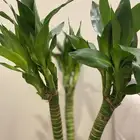 نبات داخلي