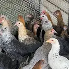 دجاج للبيع