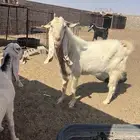 تيس ابرص فحل هولندي و3 معزاء