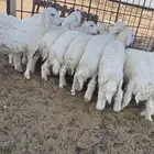 طليان