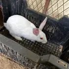 ارانب زوجين وخمسه اولاد