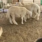 طليان حريه