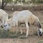 كبش فحل