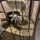 داغور خروف طيب