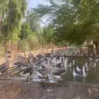 وز عراقي أصل- القصيم -قبة