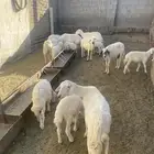 ضأن ولد عدد 7 يتبعها 7