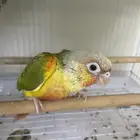 فرخ كنيور اناناس وصبغة حلوه (تم البيع)