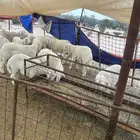 طليان تضحي