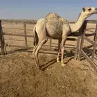 ابل