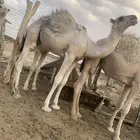 قعود كفو مواريه طيبه وهو حوار عمره شهرين ونص