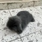 ارنب هولندي رمادي غامق