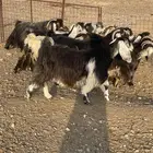 معزا عوارض