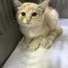 قطه للتبني