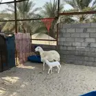 رغوث حرية فاخرة