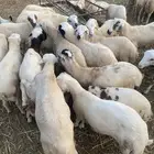 فران لبيع