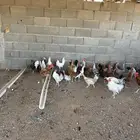 دجاج للبيع