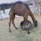حشو طيبه. عددها. 13