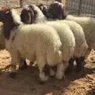 طليان نعيم ( تم البيع )