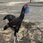 دجاج سندي