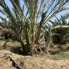 نخل عجوا و صفاوي للبيع