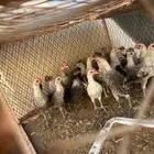 البيع فراريج