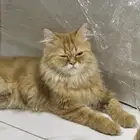 قطة للتبني بحرة