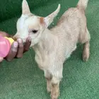 ماعز قزم أمريكي تشيكي