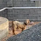 عنز