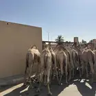 قعدان صومالي جديده. العدد 100