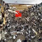 عشه حمام مشكل للبيع