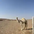 بكره حقه كفو