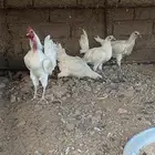 دجاج بلدي