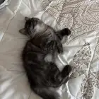 قط شيرازي للبيع