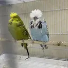 للبيع اجوز بادجي انجليزي مستويات toop