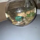 سمكه للتبني