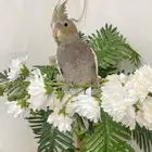 كروان اليف